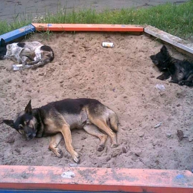 Бродячие собаки
