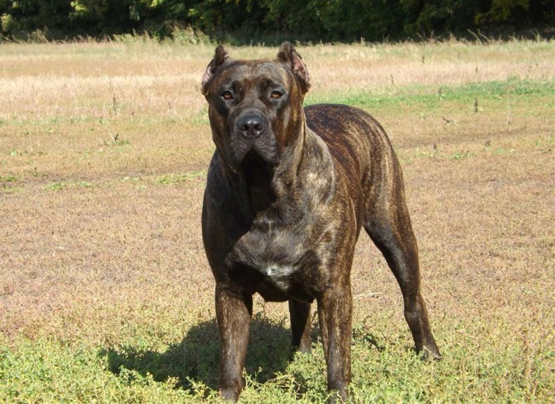 Dogo argentino vs Pitbull
