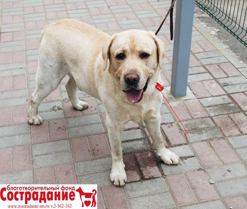 Лабрадор ретривер серый