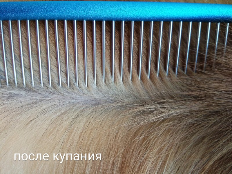 Шампунь от перхоти для собак