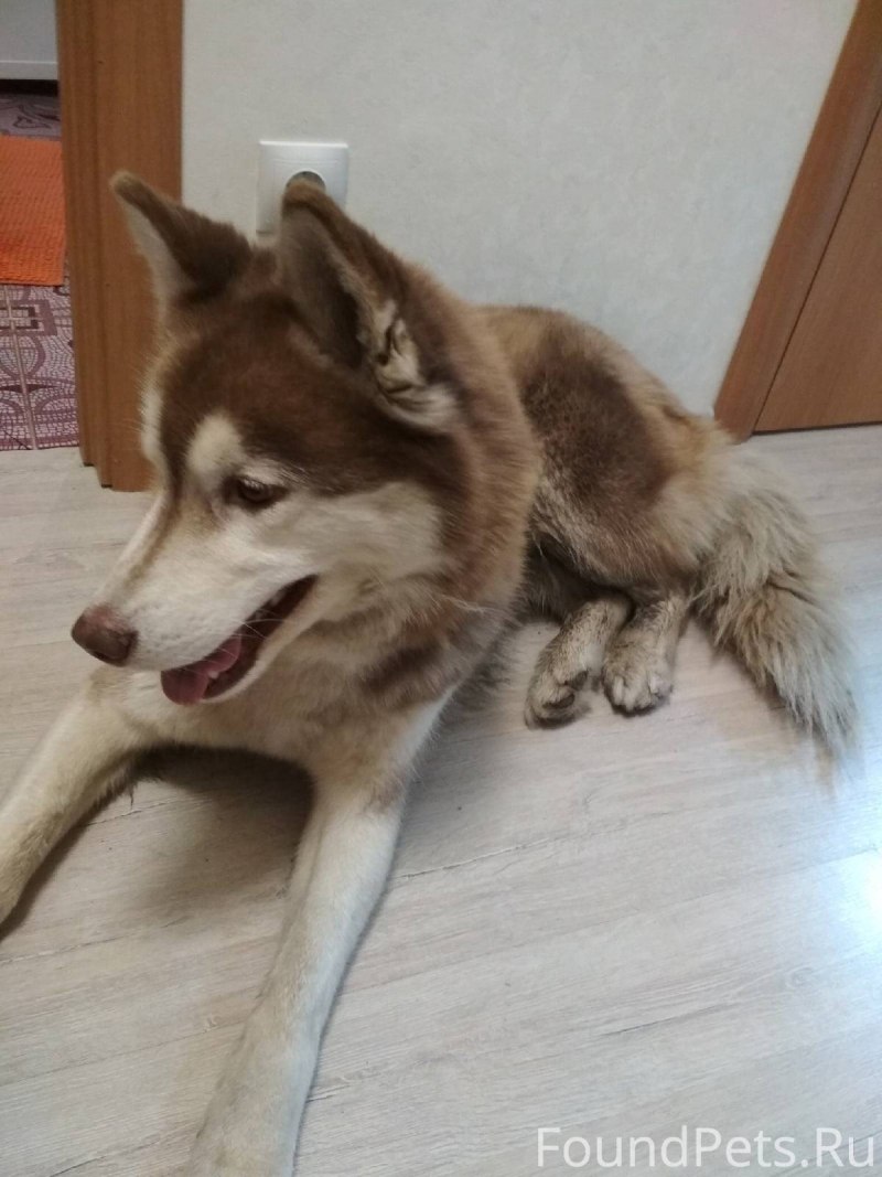 Сибирский хаски
