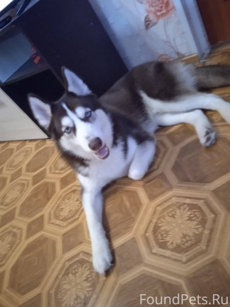 Сибирский хаски