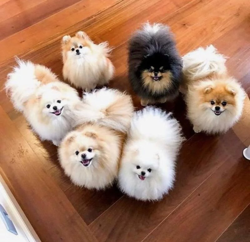 Немецкий шпиц цвергшпиц