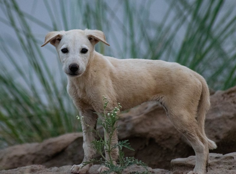 Stray Dog photo