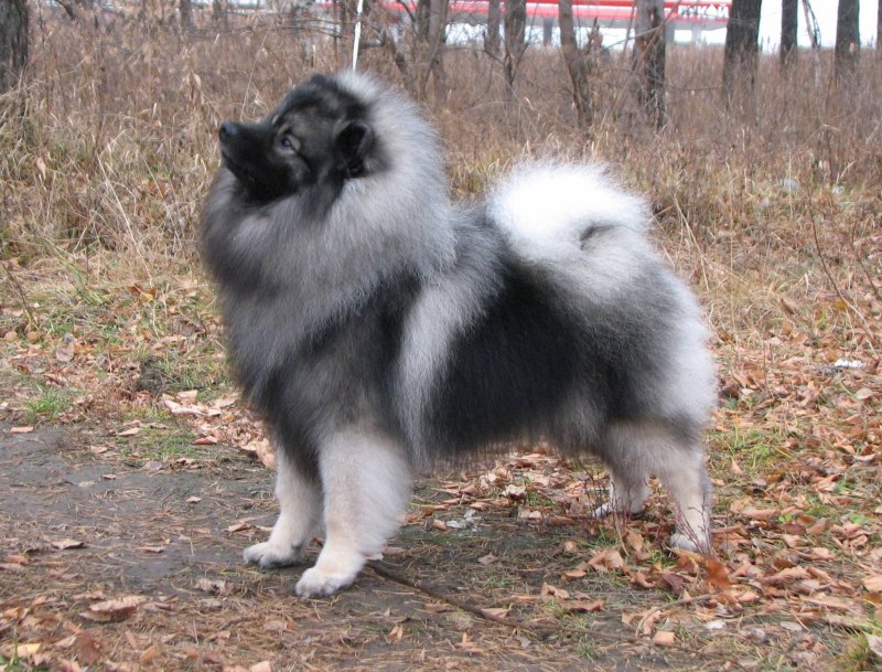 Шпиц кеесхонд