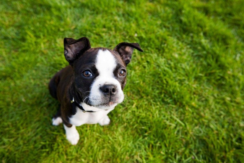 Dog outside