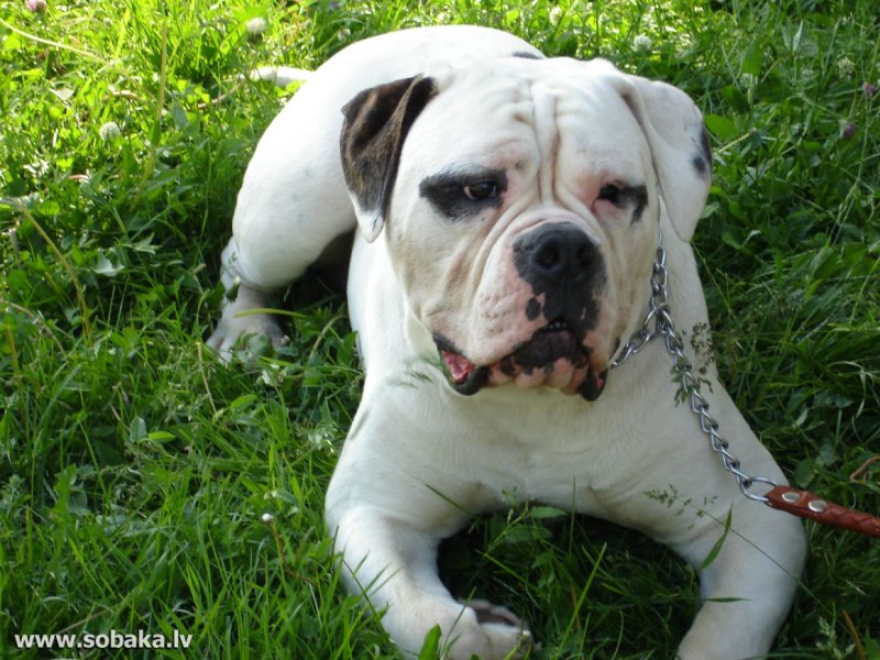 American Bulldog Scott