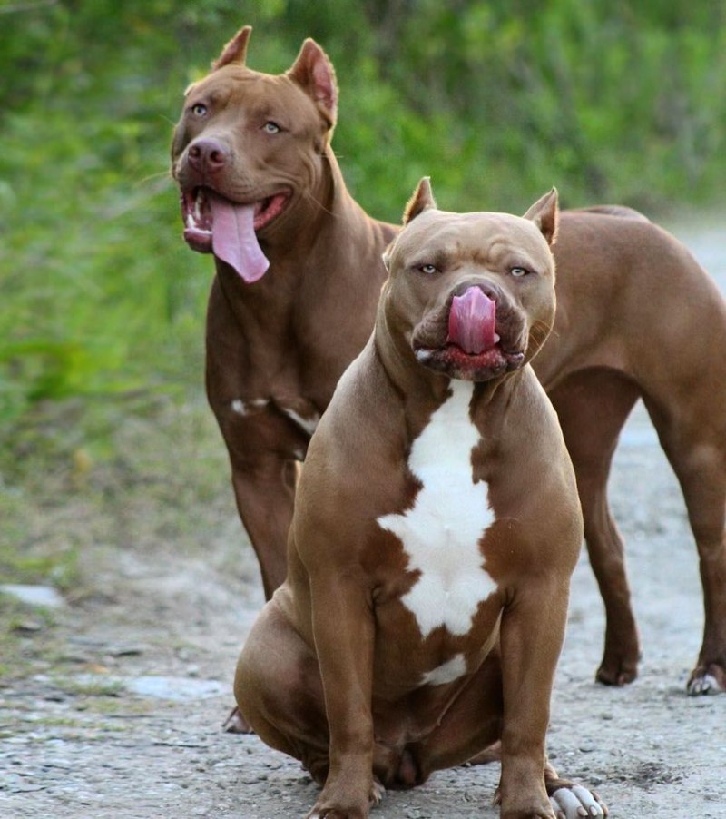 States that ban Pit bulls