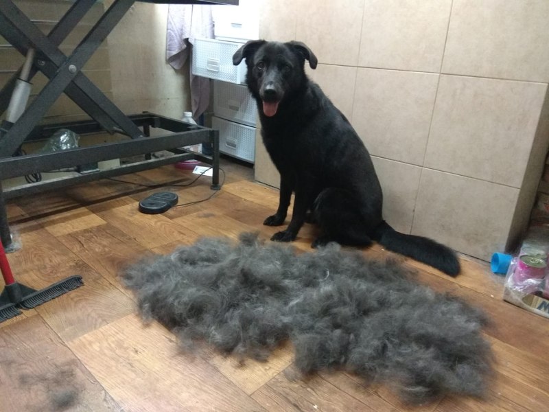 Собаки которые немлиняют