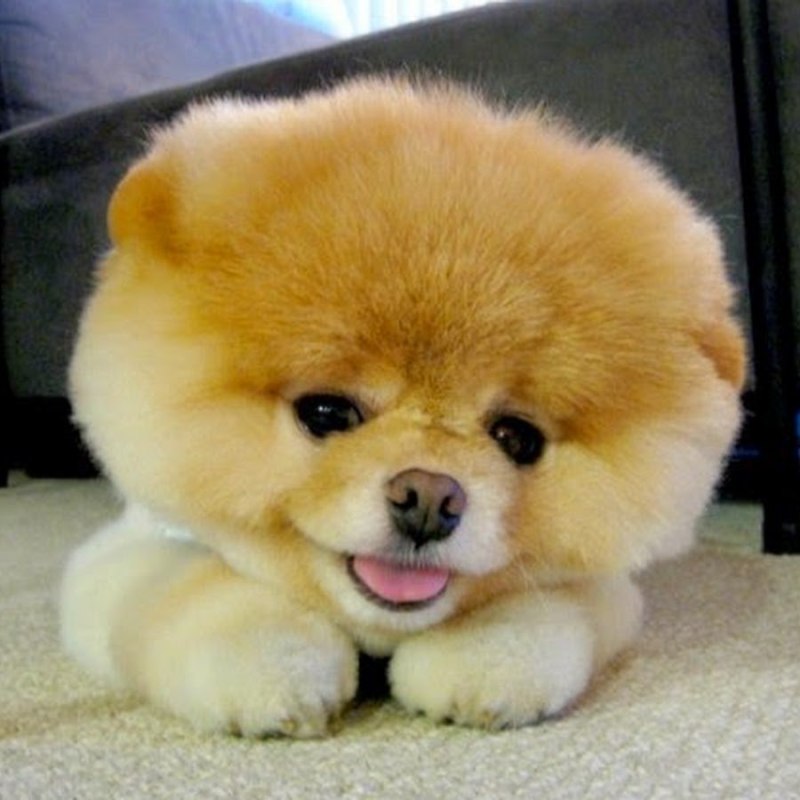 Шпиц Boo
