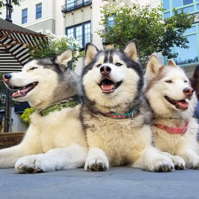 Husky Running
