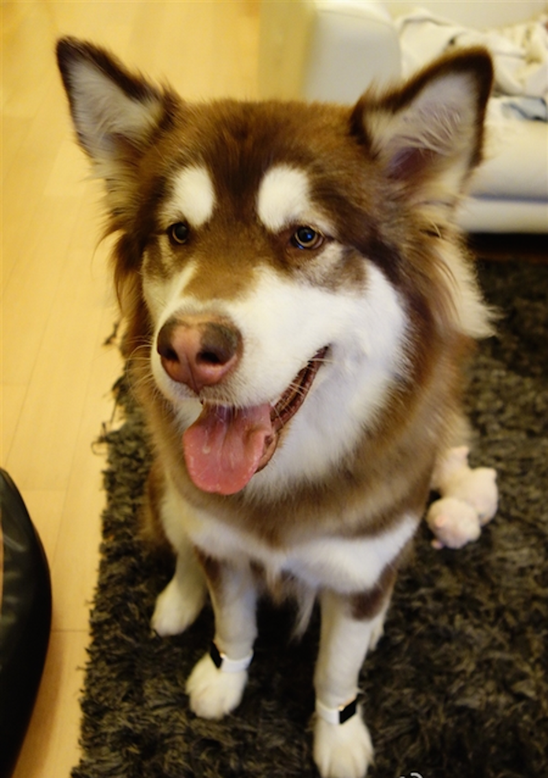 Дог xaski