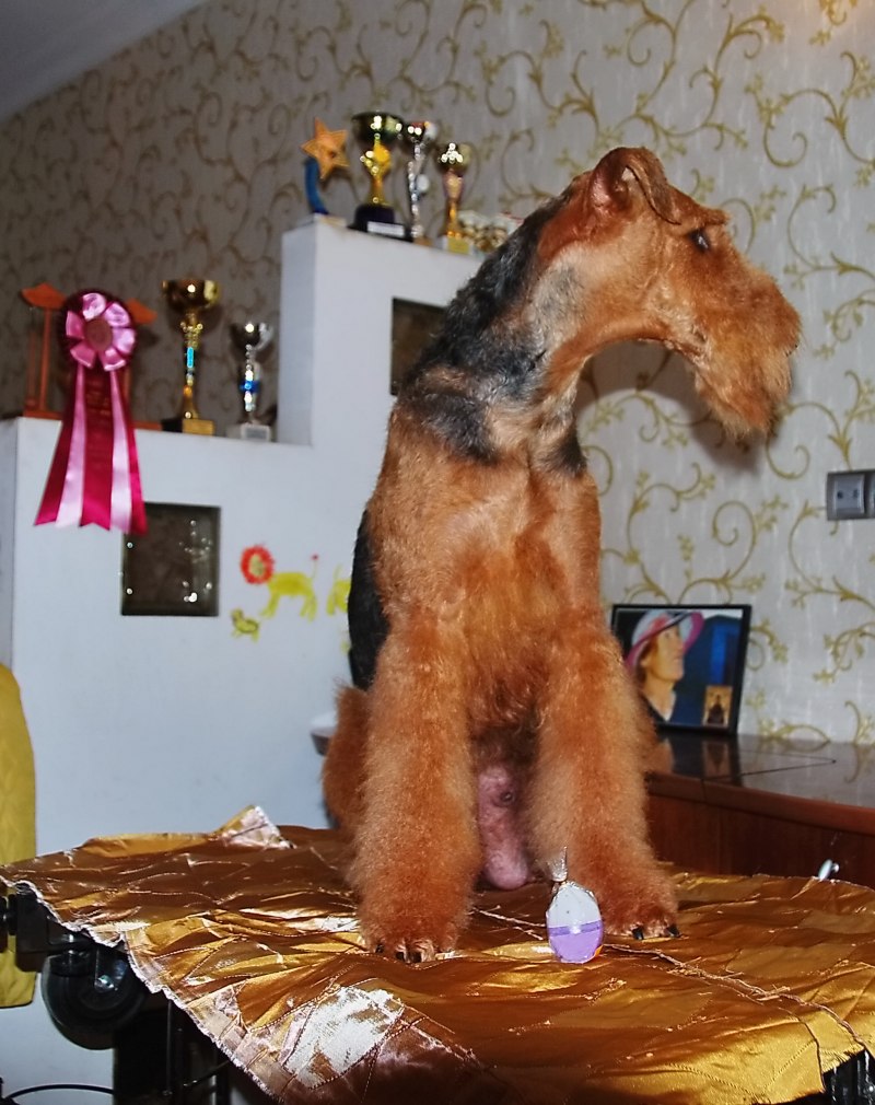 Эрдельтерьер стрижка