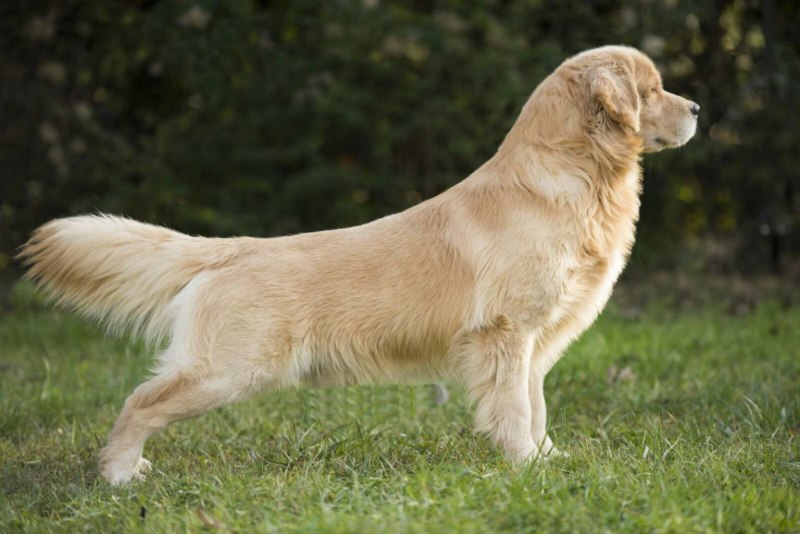 Лабрадор Golden Retriever