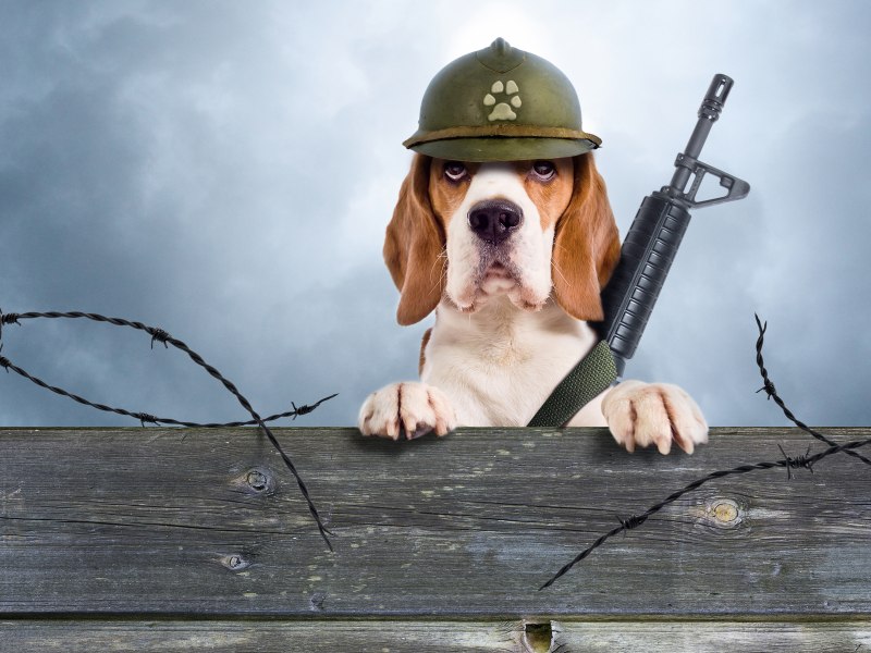 Собака в каске военной