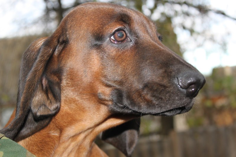 Bavarian Mountain Scenthound