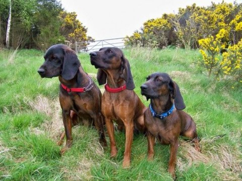 Bavarian Mountain Scenthound