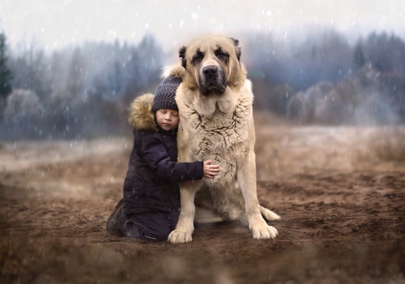 Елена Шумилова фотограф алабай