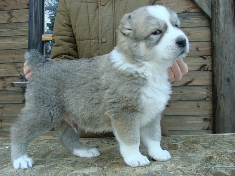 Алабай собака серый