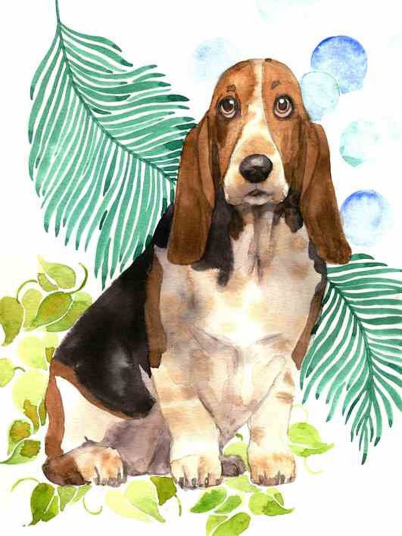 Basset Hound Art