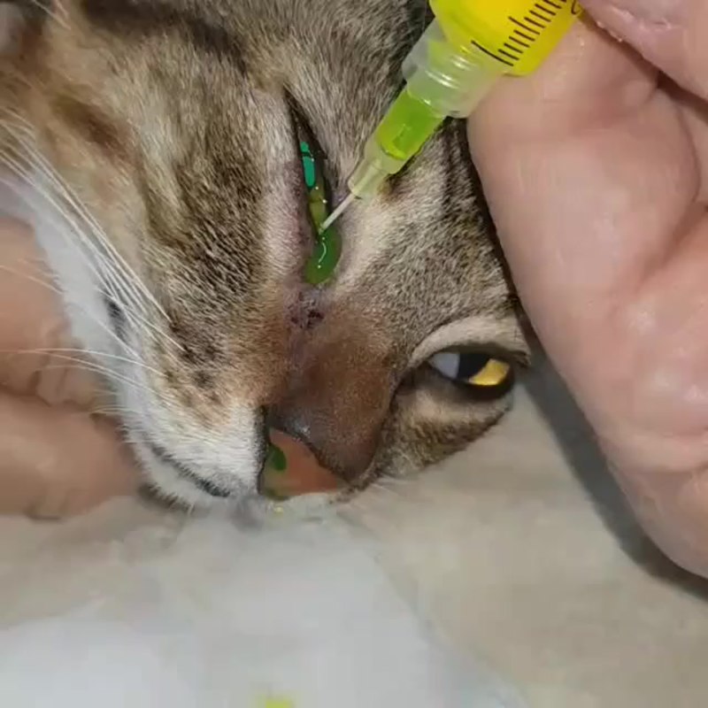 Конъюнктивит у чихуахуа
