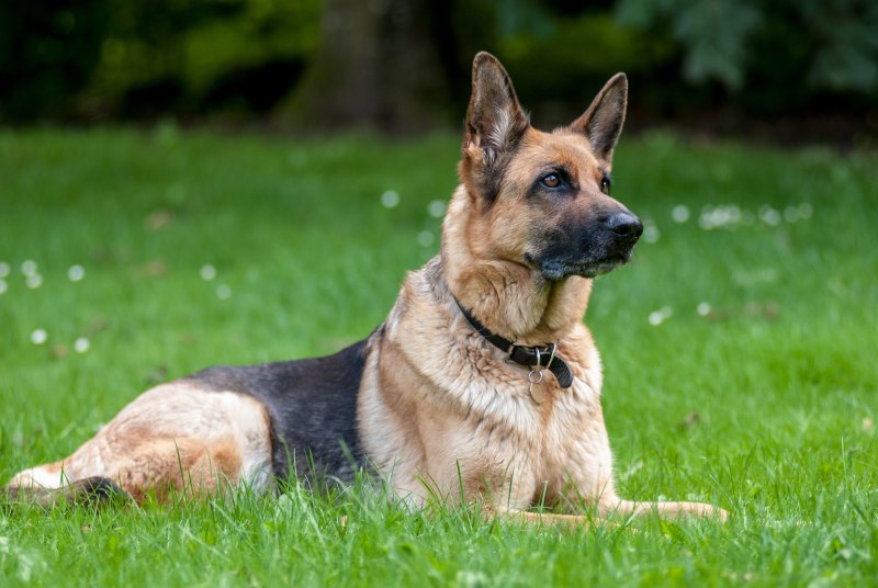 German Shepherd немецкая овчарка
