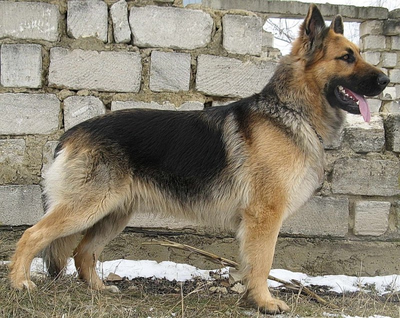 Финская овчарка