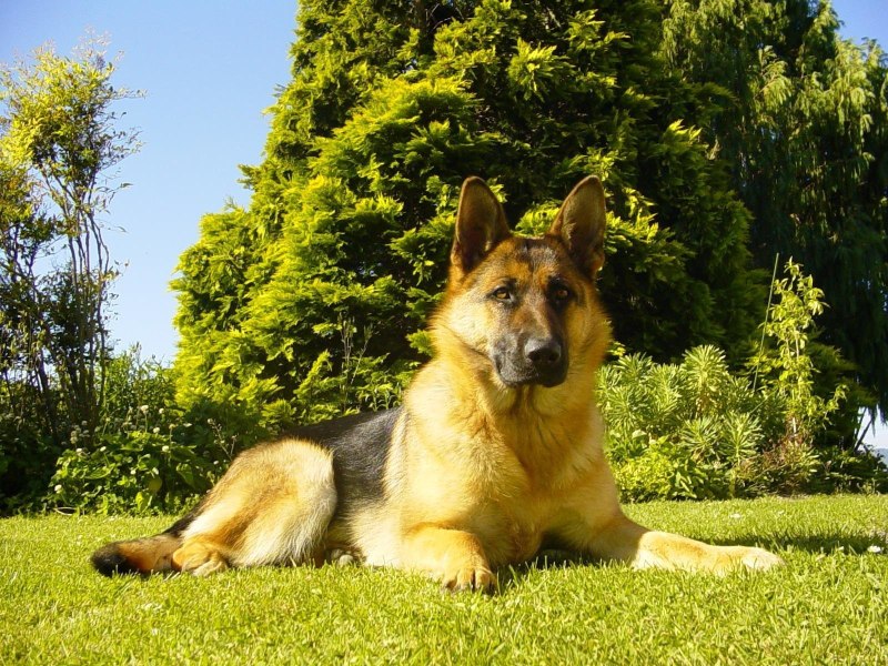 German Shepherd 6 months