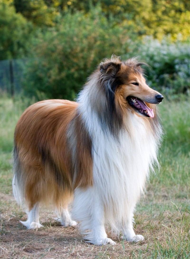 Шотландская колли