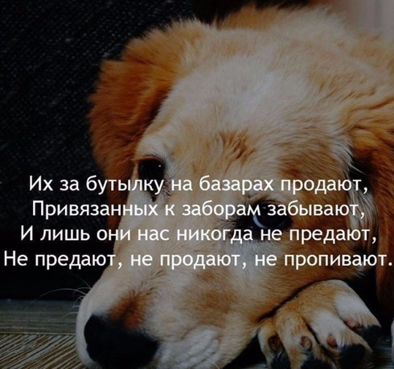 Верная собака