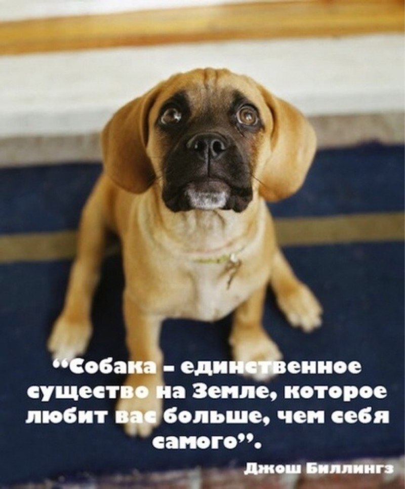 Мудрые высказывания о собаках