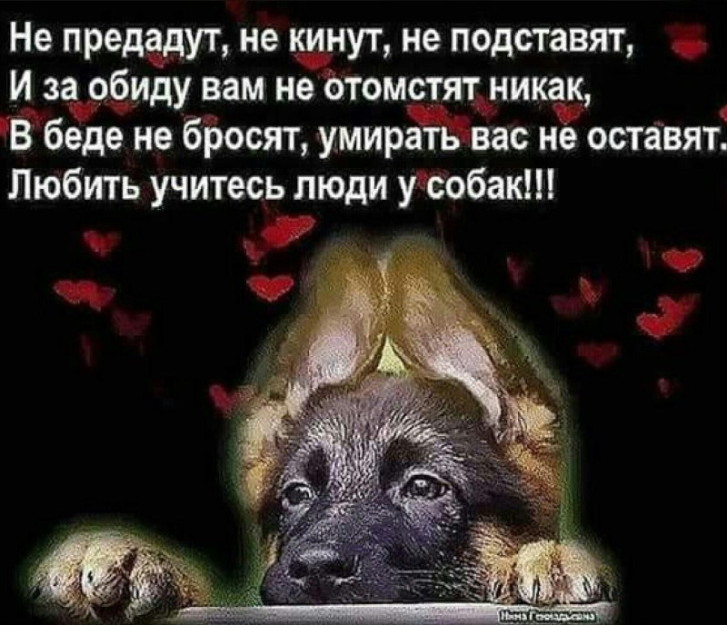 Немецкая овчарка мальчик