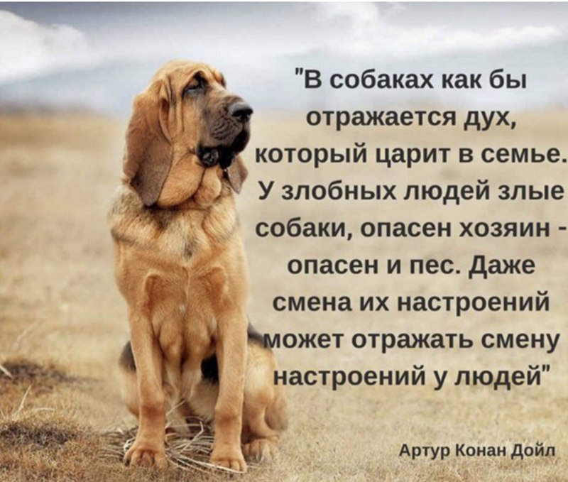 Цитаты про животных