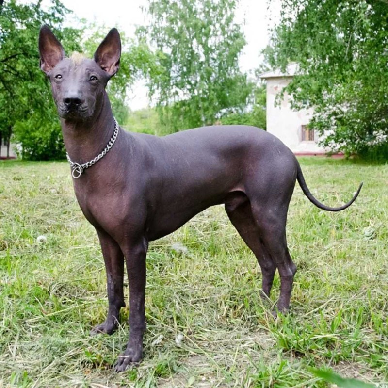 Мексиканский ксоло