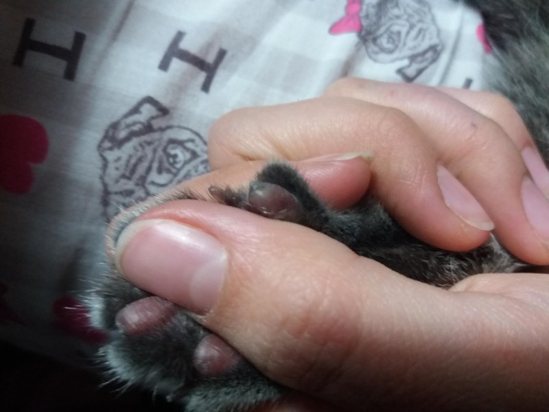 Черная шишка на коже у кота