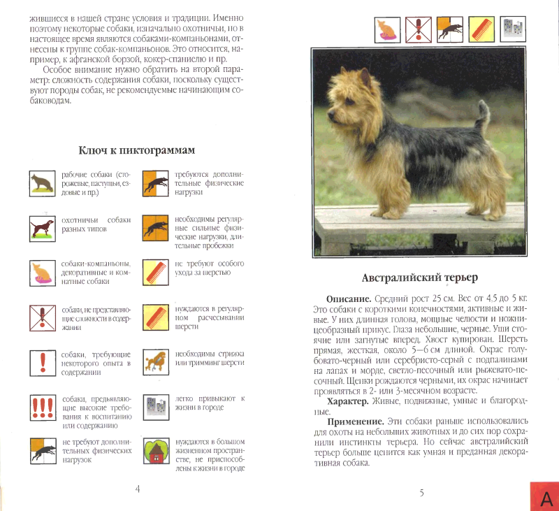 Мини атлас собаки