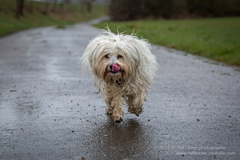 Havanese Breed порода собак