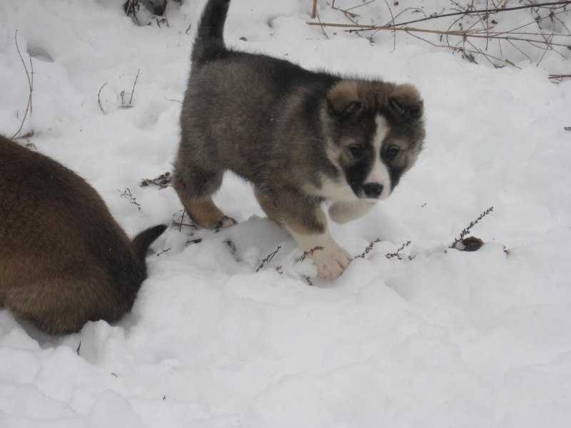 Западно-Сибирская лайка смесь с Восточно сибирской лайки щенята