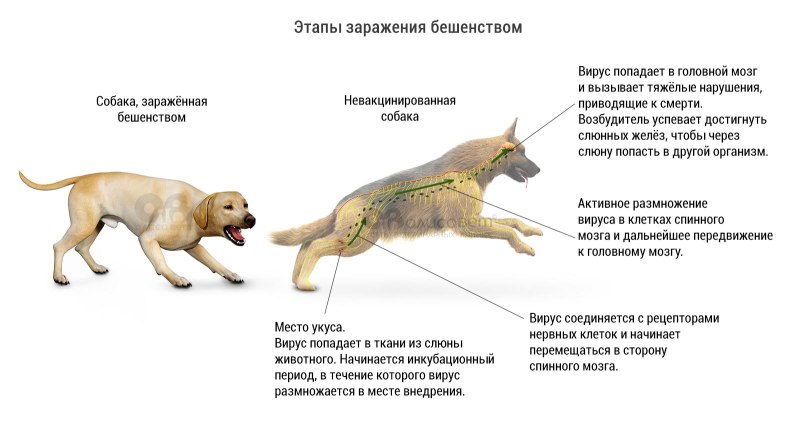 Бешенство у животных собак