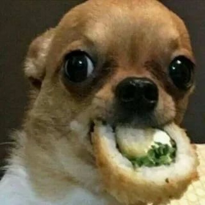 Собака ест суши Мем