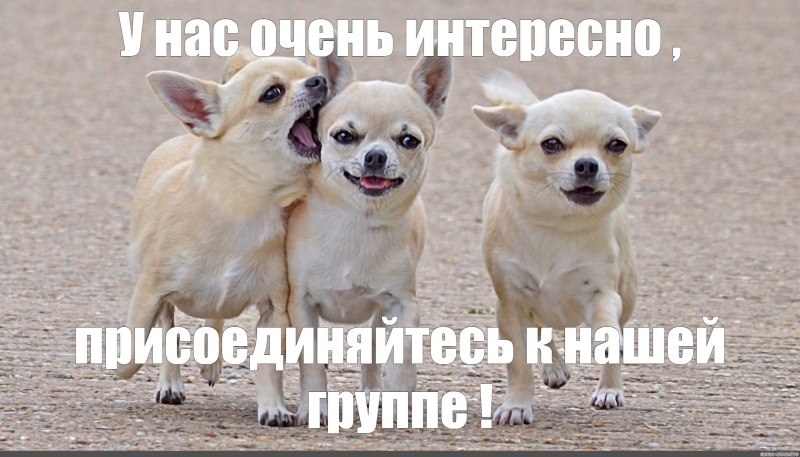 Мемы про маленьких собак