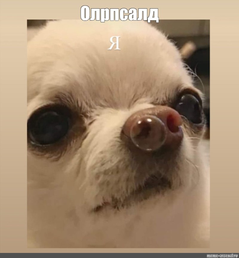 Чихуахуа пузырь из носа