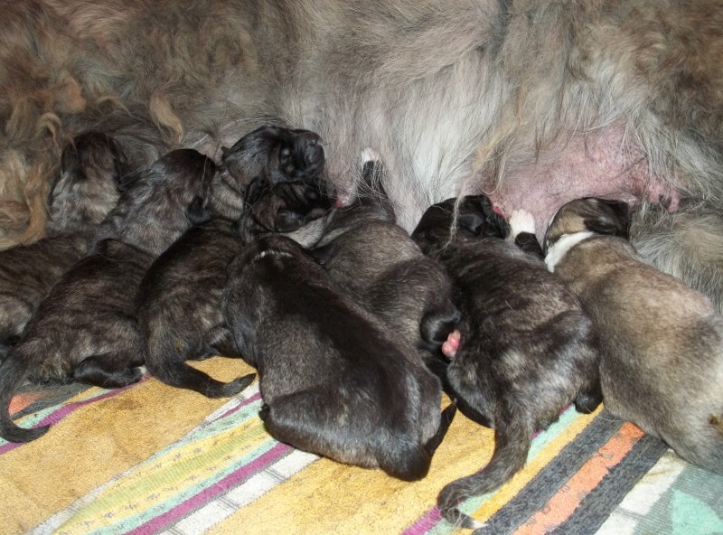 Цвергшнауцер черный щенок 1 месяц