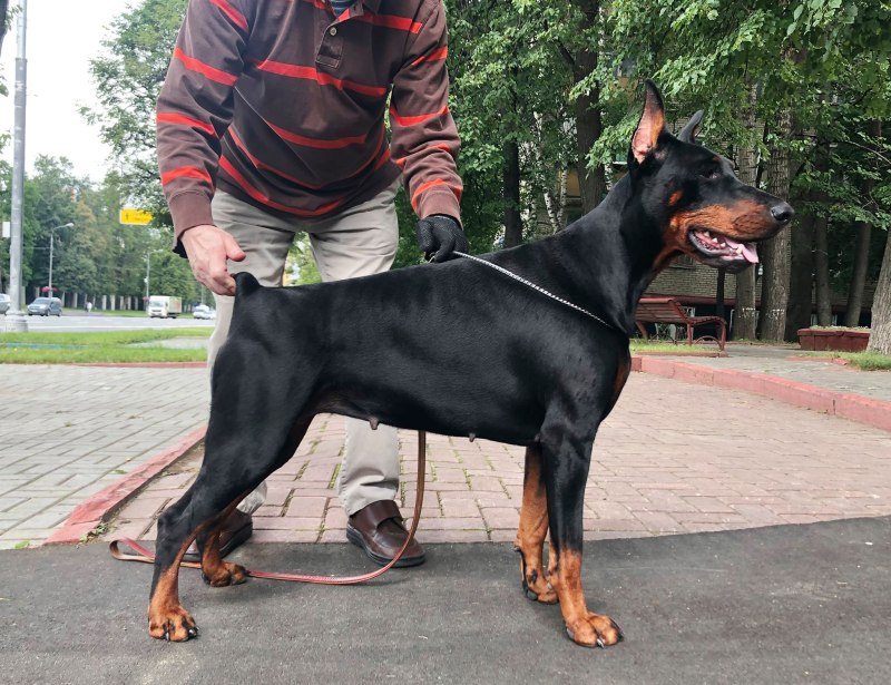 Цвергпинчер и Доберман