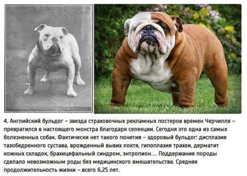 Селекция пород собак