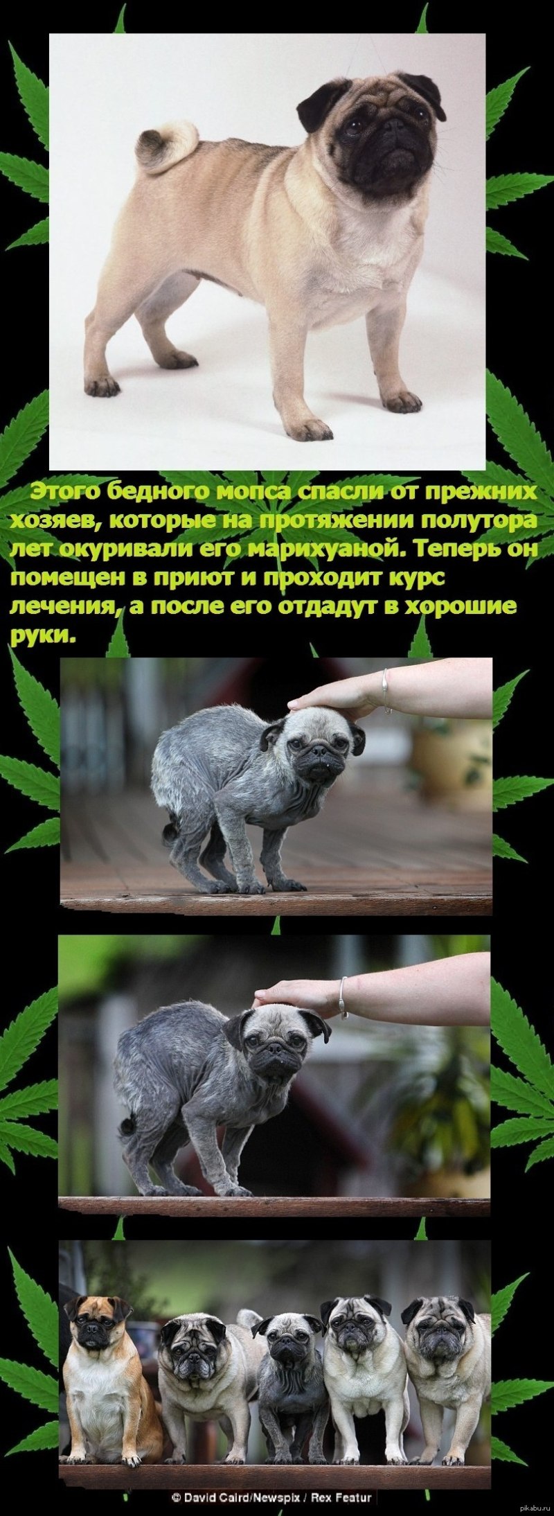 Мопс до и после селекции