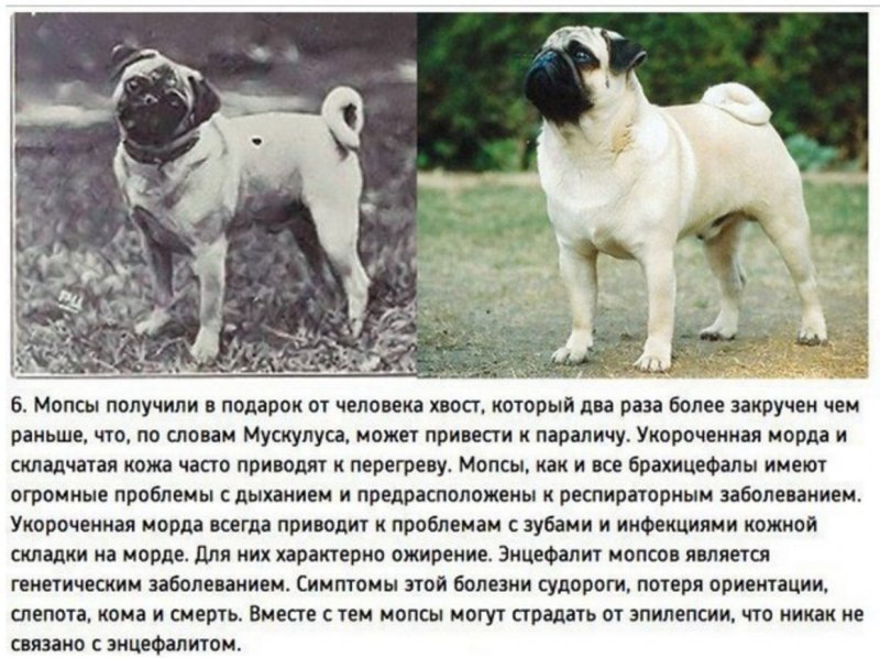 Селекция пород собак
