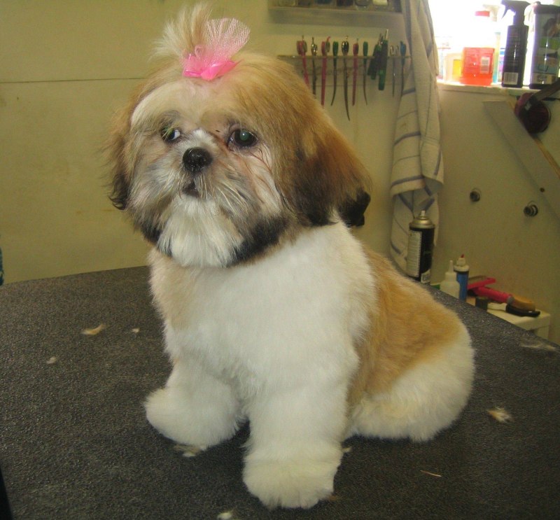 Ши-тцу (Shih Tzu