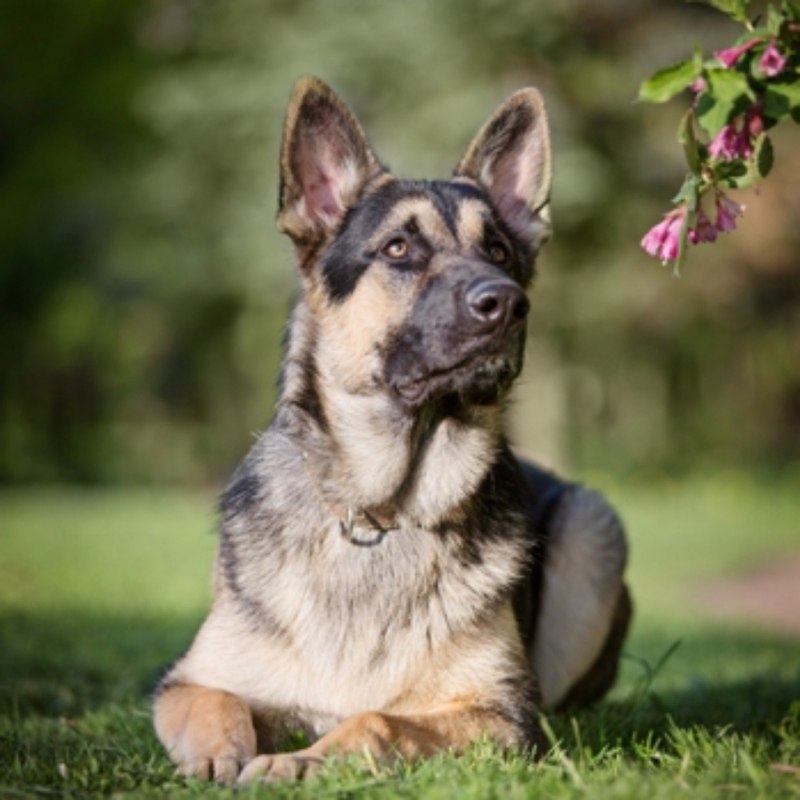 Восточноевропейская овчарка / vostochnoevropeiskaya Ovcharka (East European Shepherd Dog) к