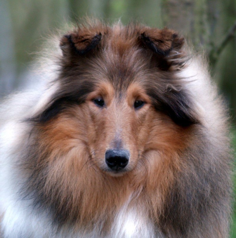 Колли рыжая
